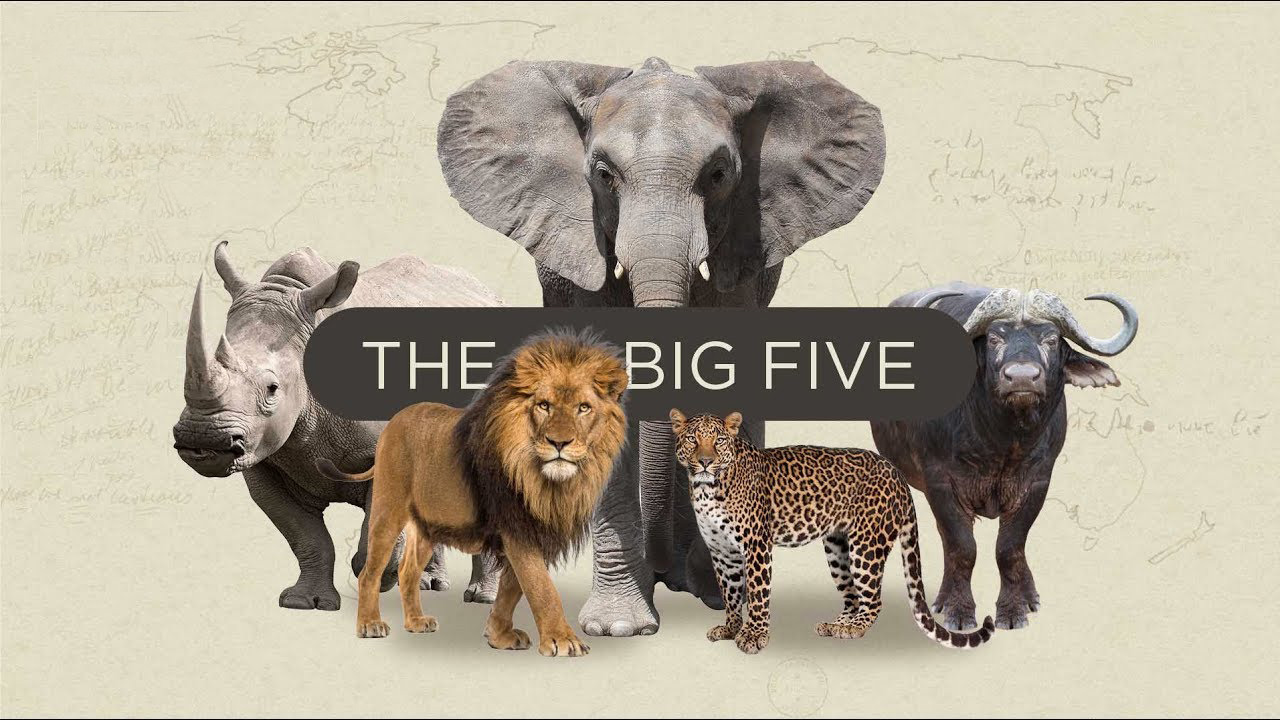 Maasai Mara wildlife