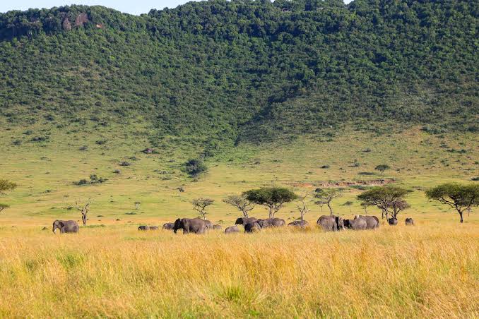 Wildlife Conservancies in Maasai Mara